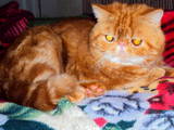 Кішки, кошенята Екзотична короткошерста, ціна 1000 Грн., Фото