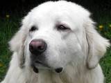 Собаки, щенята Піренейська гірська собака, ціна 3000 Грн., Фото