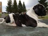 Собаки, щенята Американський бульдог, ціна 4000 Грн., Фото