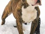 Собаки, щенята Американський бульдог, ціна 4000 Грн., Фото