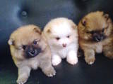 Собаки, щенки Померанский шпиц, цена 5000 Грн., Фото