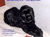 Собаки, щенята Американський коккер, ціна 3500 Грн., Фото