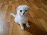 Кошки, котята Шиншилла, цена 500 Грн., Фото