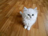 Кошки, котята Шиншилла, цена 500 Грн., Фото