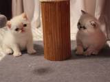 Кішки, кошенята Екзотична короткошерста, ціна 800 Грн., Фото