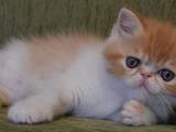 Кошки, котята Экзотическая короткошерстная, цена 1250 Грн., Фото