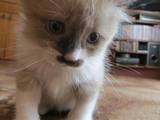 Кішки, кошенята Бірманська, ціна 1000 Грн., Фото