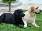 Собаки, щенята Лабрадор ретрівер, ціна 3000 Грн., Фото