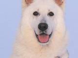 Собаки, щенки Белая Швейцарская овчарка, цена 10 Грн., Фото