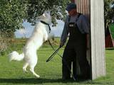 Собаки, щенки Белая Швейцарская овчарка, цена 10 Грн., Фото