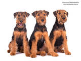 Собаки, щенята Вельштер'єр, ціна 8500 Грн., Фото