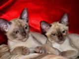 Кошки, котята Бурма, цена 4000 Грн., Фото