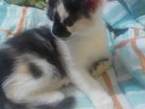 Кошки, котята Турецкая ангора, цена 10 Грн., Фото
