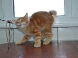 Кошки, котята Курильский бобтейл, цена 2200 Грн., Фото
