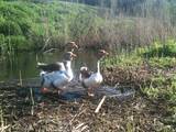 Птицеводство Гуси, цена 600 Грн., Фото