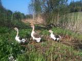 Птицеводство Гуси, цена 600 Грн., Фото