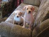 Собаки, щенки Лабрадор ретривер, цена 2600 Грн., Фото
