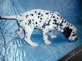 Собаки, щенята Далматин, ціна 2500 Грн., Фото