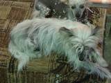 Собаки, щенки Китайская хохлатая собака, цена 500 Грн., Фото