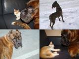 Собаки, щенята Боксер, Фото