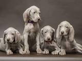Собаки, щенки Веймарская легавая, цена 5000 Грн., Фото