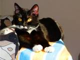 Кішки, кошенята Європейська короткошерста, ціна 5 Грн., Фото