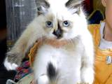 Кошки, котята Невская маскарадная, цена 400 Грн., Фото