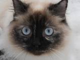 Кішки, кошенята Невськая маскарадна, ціна 400 Грн., Фото