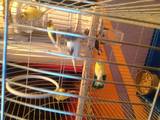 Попугаи и птицы Канарейки, цена 350 Грн., Фото