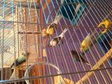Папуги й птахи Канарки, ціна 350 Грн., Фото