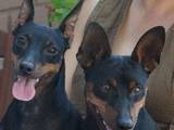 Собаки, щенята Карликовий пінчер, ціна 5000 Грн., Фото