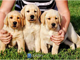 Собаки, щенята Лабрадор ретрівер, ціна 10000 Грн., Фото