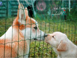 Собаки, щенки Лабрадор ретривер, цена 10000 Грн., Фото