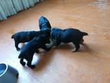 Собаки, щенята Американський коккер, ціна 1000 Грн., Фото