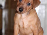 Собаки, щенята Карликовий пінчер, ціна 3500 Грн., Фото