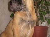 Собаки, щенята Бульмастиф, ціна 5500 Грн., Фото