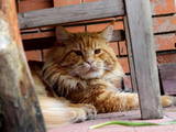 Кошки, котята Спаривание, цена 4900 Грн., Фото