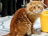 Кішки, кошенята Спаровування, ціна 4900 Грн., Фото