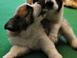 Собаки, щенята Сенбернар, ціна 1500 Грн., Фото
