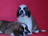 Собаки, щенки Сенбернар, цена 4000 Грн., Фото