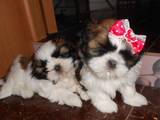 Собаки, щенки Ши-тцу, цена 2800 Грн., Фото