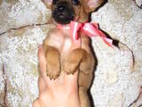 Собаки, щенята Пінчер, ціна 499 Грн., Фото