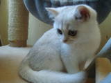Кішки, кошенята Шиншила, ціна 2500 Грн., Фото