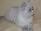 Кішки, кошенята Екзотична короткошерста, ціна 4000 Грн., Фото
