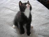 Кошки, котята Карельский бобтейл, цена 1000 Грн., Фото