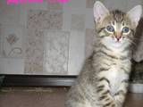 Кішки, кошенята Мейн-кун, ціна 2000 Грн., Фото
