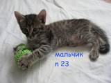 Кошки, котята Мэйн-кун, цена 2000 Грн., Фото