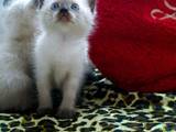 Кошки, котята Тайская, цена 100 Грн., Фото