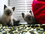 Кішки, кошенята Тайська, ціна 100 Грн., Фото