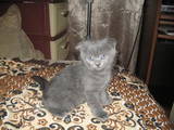Кошки, котята Британская длинношёрстная, цена 450 Грн., Фото